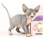 Кошечка Васса Д.р.06.09.2025г. СВОБОДНА