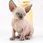 Кошечка Ветта Д.р.06.09.2025г. СВОБОДНА