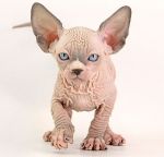 Котик Вейд Д.р.06.09.2025г. СВОБОДЕН