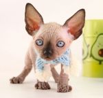 Котик Густав Д.р.15.09.2025г. СВОБОДЕН