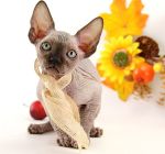 Котик Таро. Д.р.19.07.2026г. СВОБОДЕН