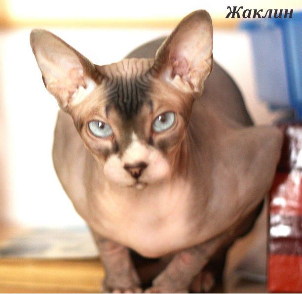 Канадские сфинксы: Жаклин.