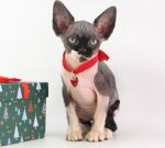 Кошечка Камилла Д.р.30.11.2025г. РЕЗЕРВ г.Воронеж